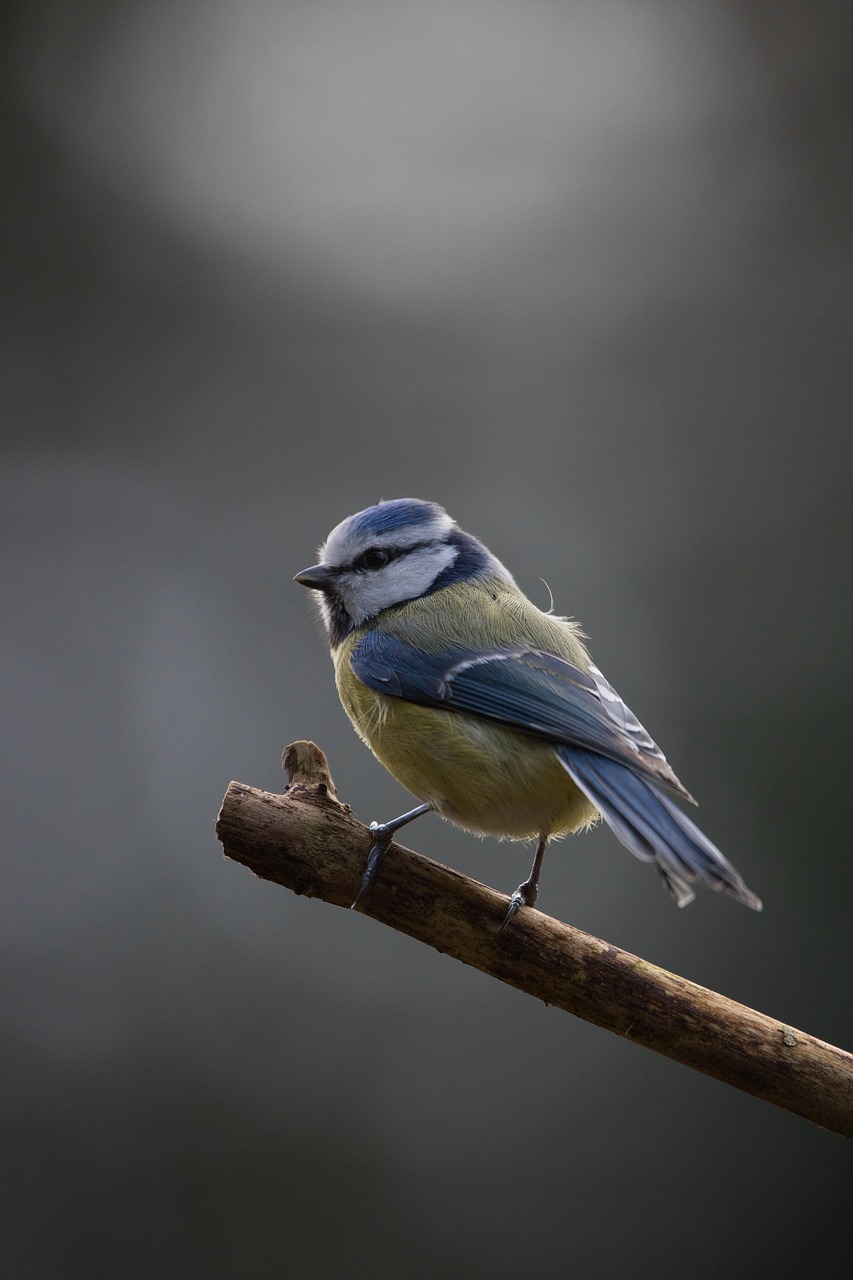 Top 10 Must-See Birds in Chitwan National Park